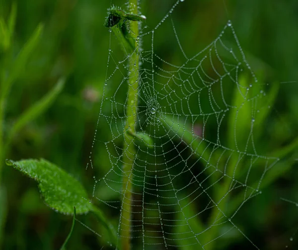 Tiro Foco Seletivo Teia Aranha Com Gotas Água — Fotografia de Stock