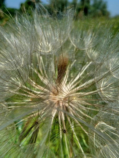 Een Verticaal Close Shot Van Paardenbloem Zaden Het Wild — Stockfoto