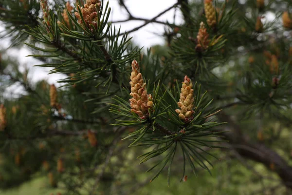 Een Selectieve Focus Shot Van Een Bloeiende Pijnboom Het Bos — Stockfoto