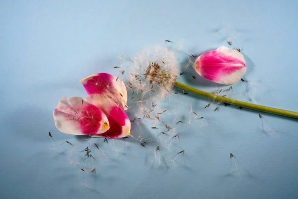 Ένα Μαλακό Blowball Και Ροζ Πέταλα Λουλουδιών Στην Μπλε Επιφάνεια — Φωτογραφία Αρχείου