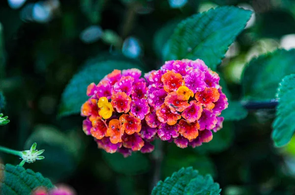 Gros Plan Lantanas Antillais Fleurissant Dans Jardin Avec Fond Flou — Photo