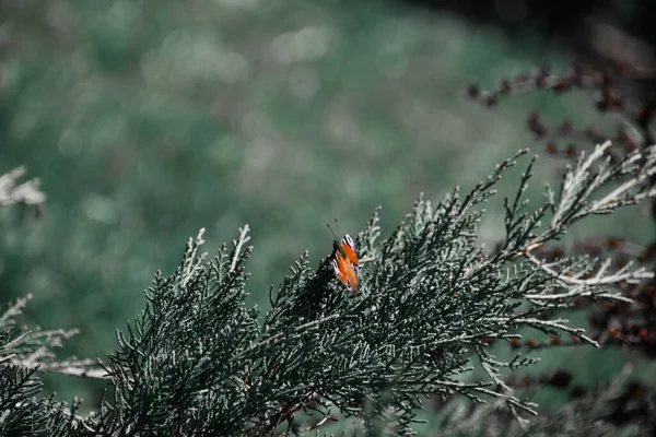 Měkké Zaostření Větve Cypřiše Listí — Stock fotografie