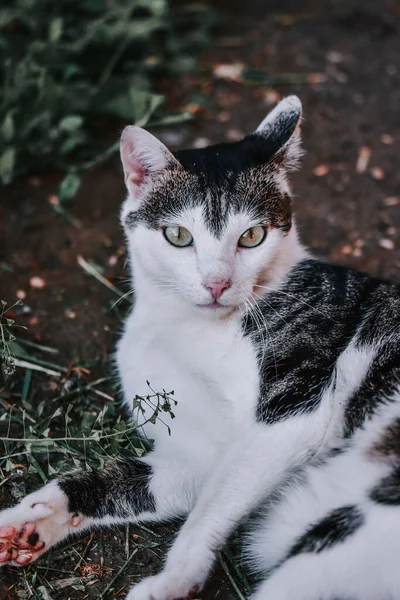 緑の庭に横たわる黒と白のかわいい猫の垂直ショット — ストック写真