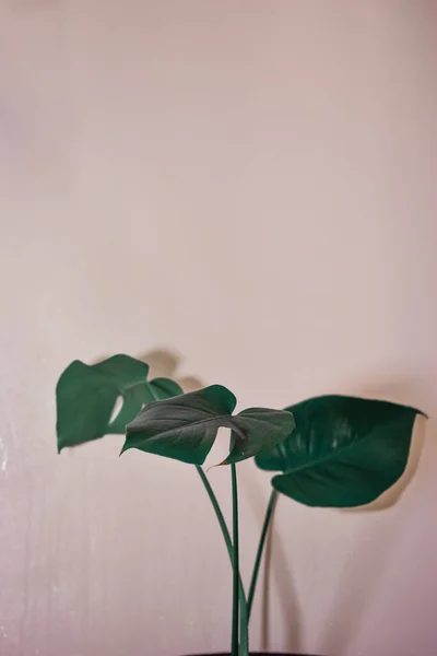 Kahverengi Duvarda Yeşil Canavar Bitkisinin Dikey Görüntüsü — Stok fotoğraf