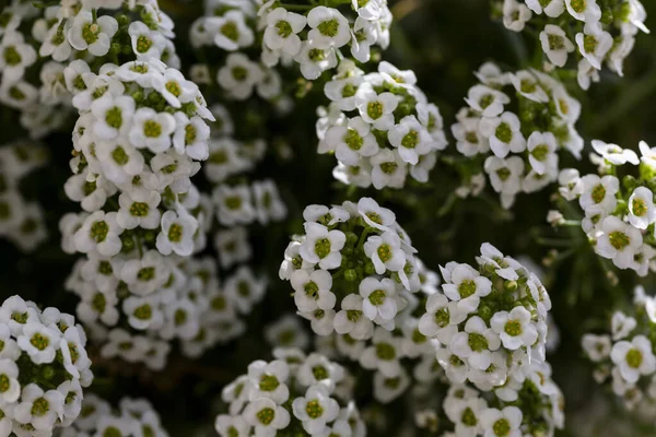 Closeup Shot White Lobularia Flowers — Stock Photo, Image
