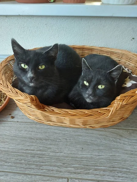 Een Shot Van Twee Zwarte Katten Een Mand — Stockfoto