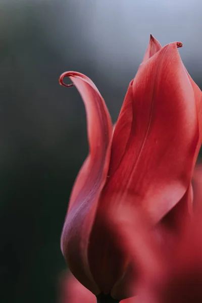 Vertical Shot Pink Petals Tulip — Stock Photo, Image
