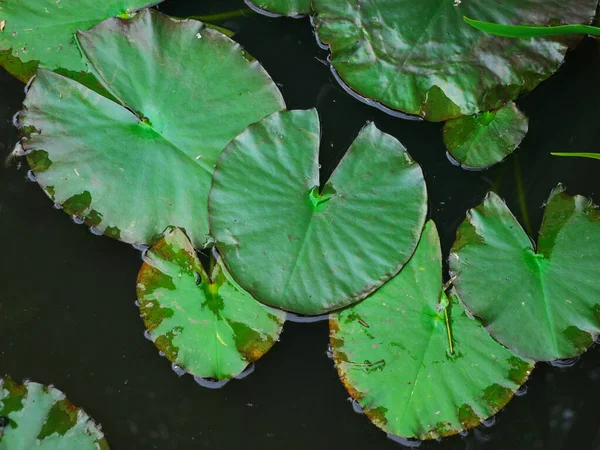 Photo Water Lilies Floating Lake Top View — Stock Photo, Image