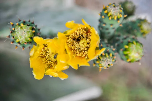 Gros Plan Boutons Fleurs Poire Piquante Dans Jardin Avec Fond — Photo