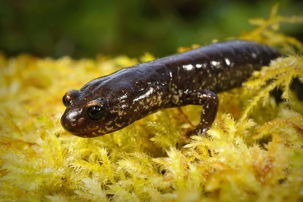 Tiro Close Adulto Negro Salamandra Del Norte Ameaçada Plethodon Elongatus — Fotografia de Stock
