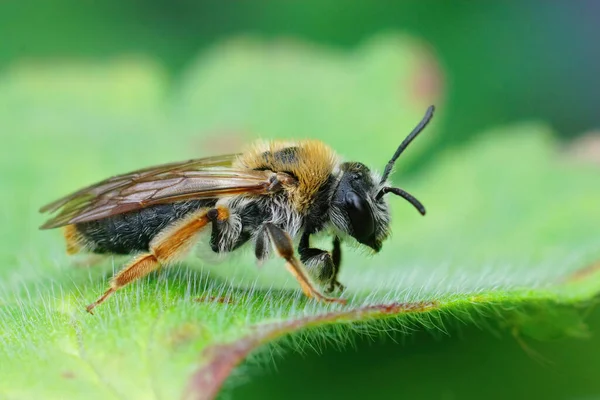 Eine Aufnahme Der Verschlissenen Aber Immer Noch Farbenfrohen Weiblichen Orangenschwanzbiene — Stockfoto