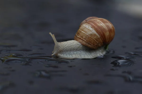 Gros Plan Escargot Raisin Rampant Lentement Sur Une Surface Plane — Photo