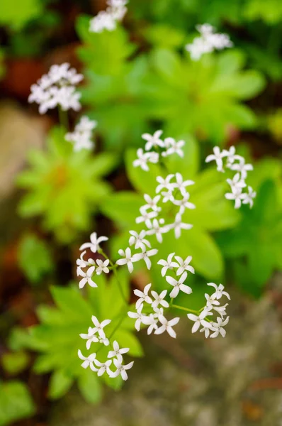 Χαριτωμένα Λουλούδια Sweet Woodruff Galium Odoratum — Φωτογραφία Αρχείου