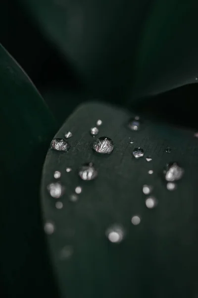 Tiro Close Folhas Verdes Cobertas Gotas Orvalho — Fotografia de Stock