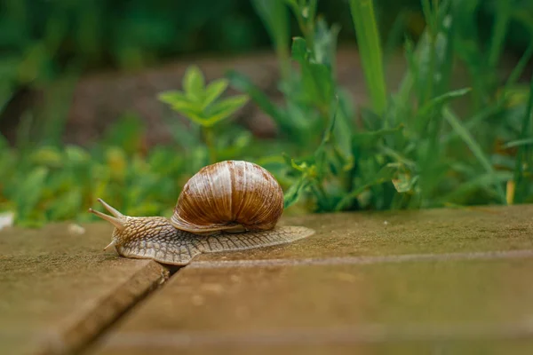 Closeup Snail Crawling Ground Rain Blurry Background — Stock Photo, Image