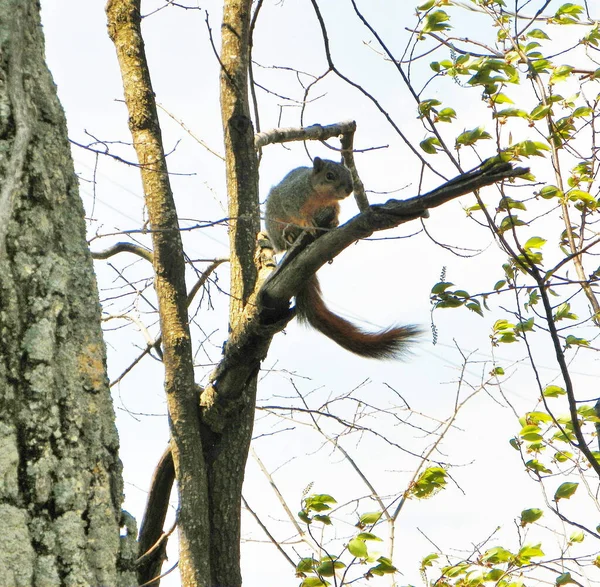 Arkansas Gray Squirrel Sits High Tree Has Especially Long Tail — Stock Photo, Image