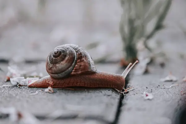 공원에 달팽이의 — 스톡 사진
