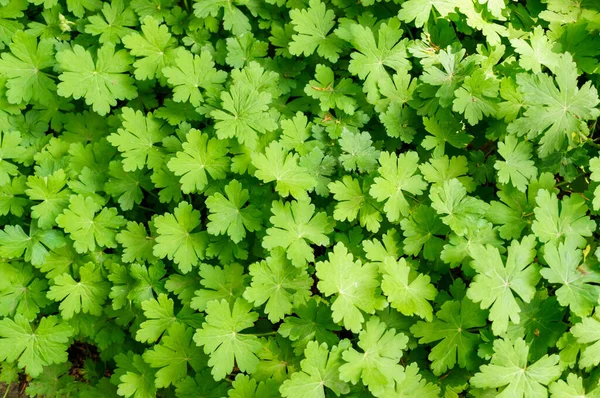 Der Schöne Hintergrund Des Kranichschnabels Geranium Macrorrhizum — Stockfoto