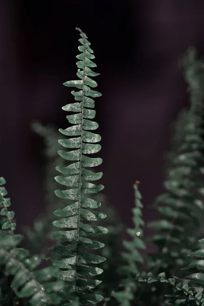 Tiro Vertical Planta Samambaia Verde Fundo Escuro — Fotografia de Stock