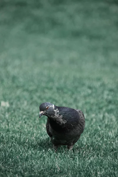 Gros Plan Vertical Pigeon Tacheté Sur Une Prairie — Photo