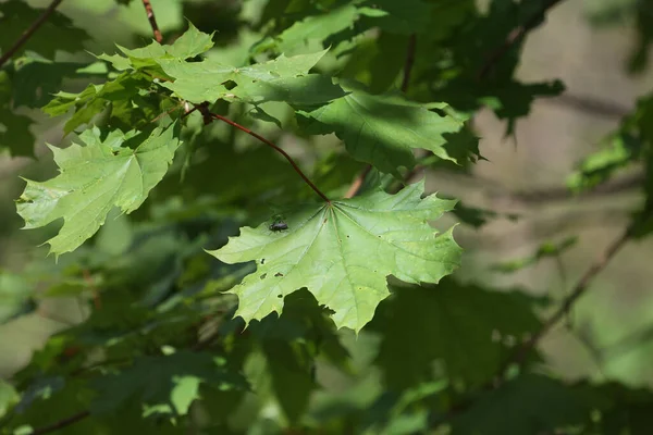 Primo Piano Foglie Verdi Nella Foresta Illuminate Dalla Luce Solare — Foto Stock