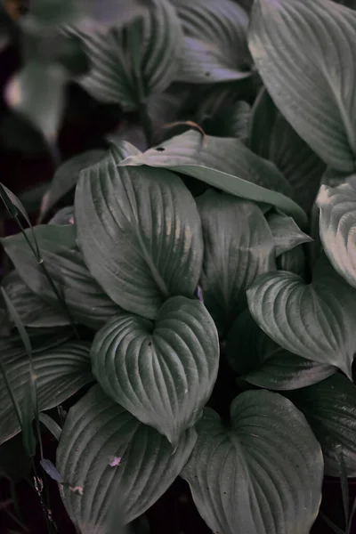 Sebuah Gambar Close Vertikal Dari Daun Lily Plantain — Stok Foto