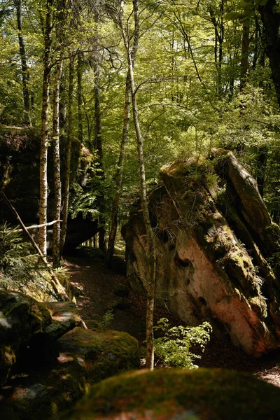 Plan Vertical Roches Arbres Envahis Par Mousse Dans Une Forêt — Photo