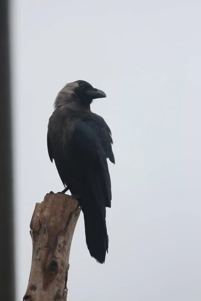一只黑色乌鸦栖息在模糊的背景下的树枝上 — 图库照片
