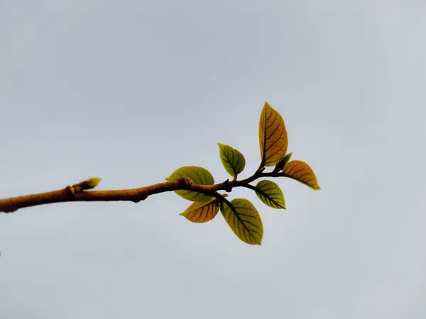 Primer Plano Una Rama Árbol Día Sombrío —  Fotos de Stock