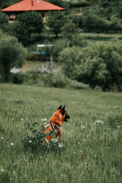 Eine Vertikale Aufnahme Eines Flauschigen Schäferhundes Hintergrund Des Ländlichen Gartens — Stockfoto