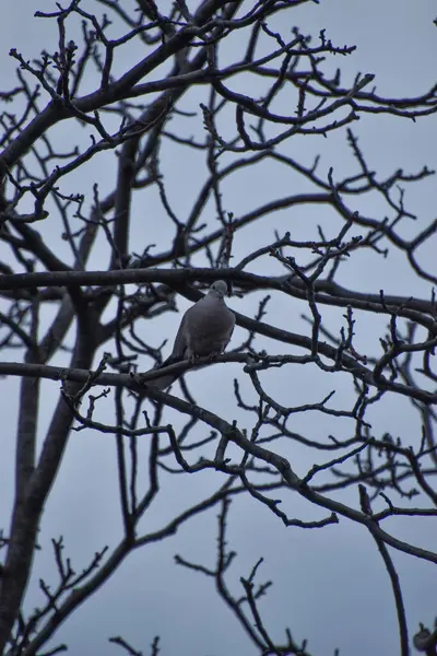 Plan Vertical Pigeon Perché Sur Une Branche Arbre — Photo