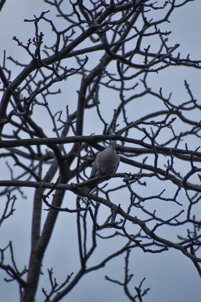 Vertical Shot Barbary Dove Perched Bare Tree — Fotografia de Stock