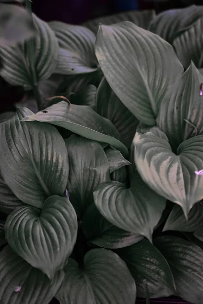 Eine Nahaufnahme Von Grünen Blättern Einem Garten — Stockfoto