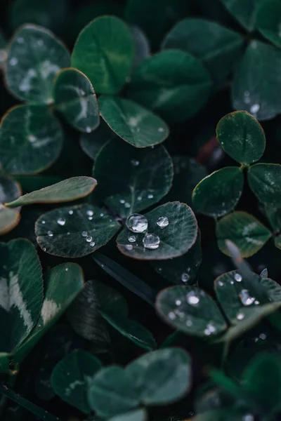 Primer Plano Hojas Con Unas Gotas Agua Jardín — Foto de Stock