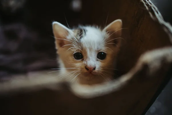 Närbild Nyfödd Katt — Stockfoto