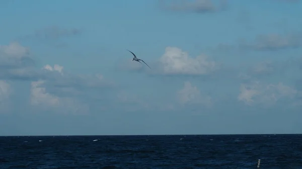 Een Eenzame Vogel Zweeft Blauwe Bewolkte Lucht Boven Vredige Zee — Stockfoto