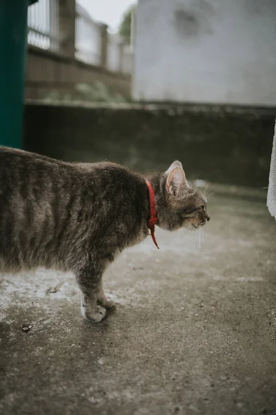 Vertikal Bild Grå Randig Katt — Stockfoto