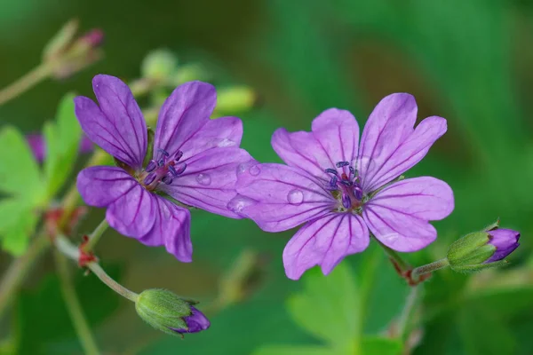 Gros Plan Fleurs Cranesbill Montagne Pourpre Géranium Pyrenaicum — Photo