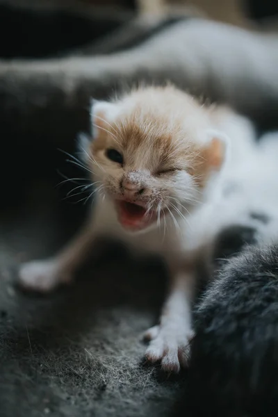 新生児の猫のクローズアップショット — ストック写真