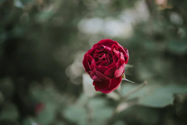 Primo Piano Una Rosa Rossa Fiore — Foto Stock