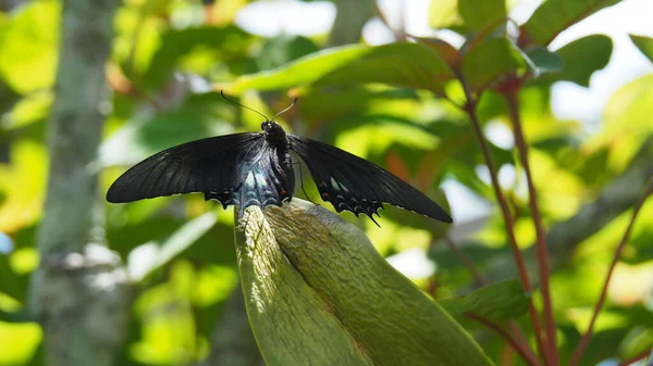 Uma Borboleta Ascalaphus Engolir Cauda Empoleirado Uma Planta Papilio Ascalaphus — Fotografia de Stock