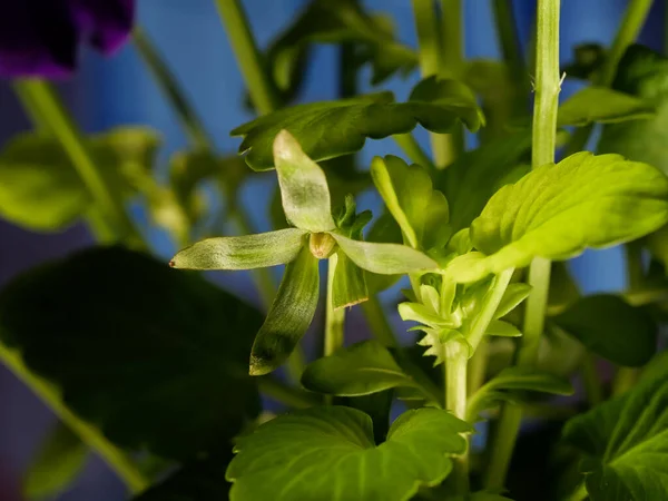 Closeup Shot Blooming Wild Pansy Flower Stem — Stock fotografie