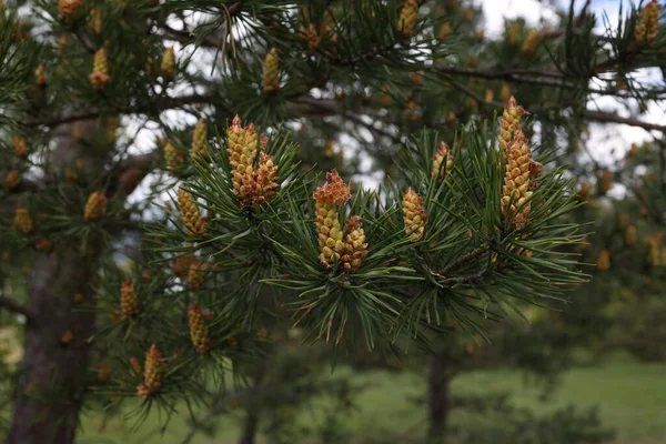 Closeup Shot Blooming Pine Tree Forest Spring — Stock Photo, Image