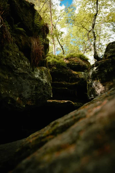 Ormanda Yosunlu Kayaların Ağaçların Dikey Görüntüsü — Stok fotoğraf