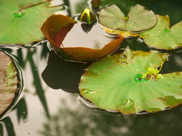 湖に浮かぶ睡蓮の写真 — ストック写真