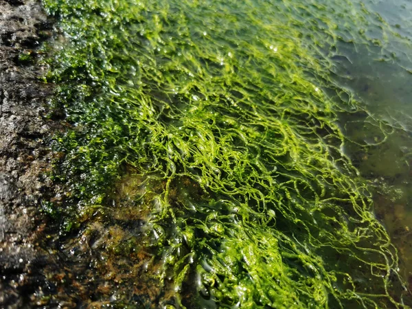 Eine Nahaufnahme Von Unterwassermoos — Stockfoto