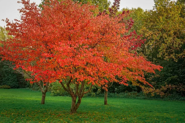 Paysage Parc Couvert Arbres Feuilles Colorées Automne — Photo