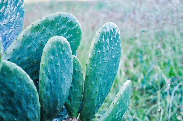 Gros Plan Cactus Poires Épineuses Dans Une Prairie Sous Lumière — Photo