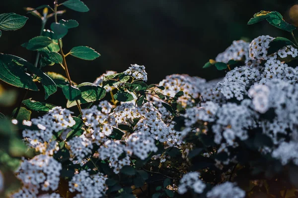 Closeup Shot Beautiful Spirea Flowers Blooming Branches Botanical Garden — Stock fotografie
