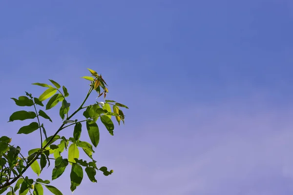 Tree Branch Green Leaves Blue Sky — Stock fotografie